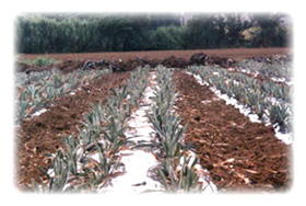 土壌改良に 無農薬栽培に強い味方です。